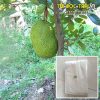 Túi bảo vệ trái cây Thanh Hà bao trái mít kích thước 50x70