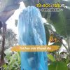 Bao trái cây chùm buồng chuối kích thước 70x140cm thương hiệu Thanh Hà chất liệu nilon xanh