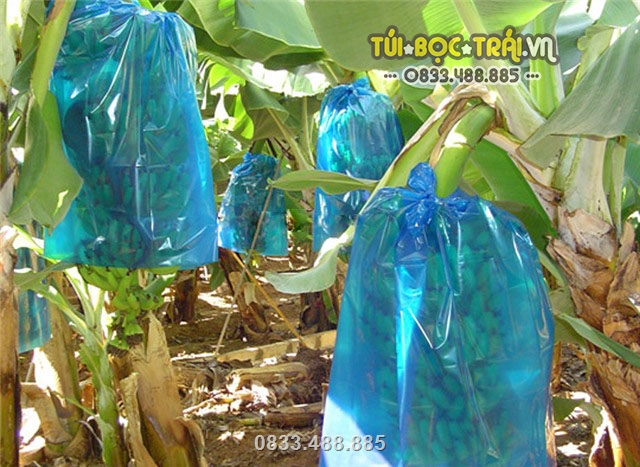 Túi chùm buồng chuối Thanh Hà được sử dụng tại nhiều nhà vườn