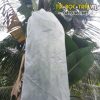 Túi bọc trái cây chống côn trùng kích thước 60x100cm dạng vải không dệt  hiệu Thanh Hà