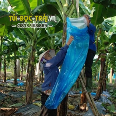 Bao trái cây chùm buồng chuối kích thước 70x140cm thương hiệu Thanh Hà chất liệu nilon xanh