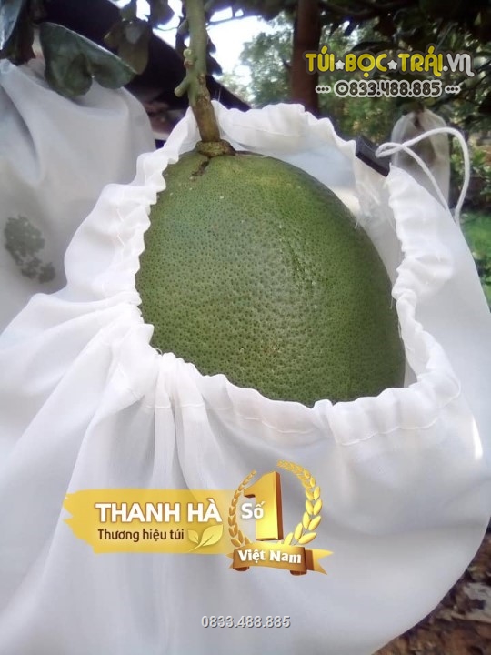 Nhiều khách hàng sử dụng túi vải Thanh Hà để bao bọc cho trái cây trong vườn