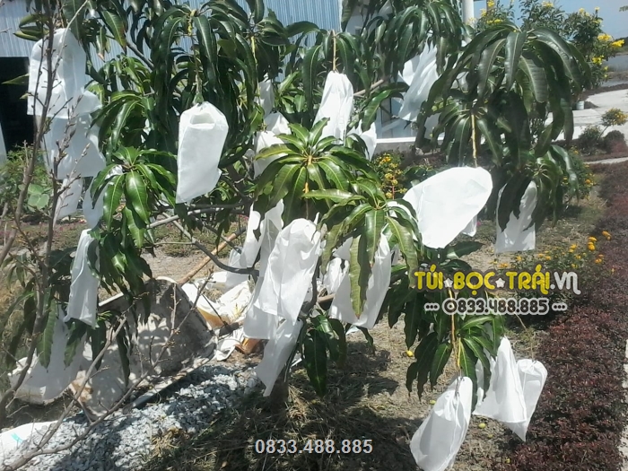 Túi bao trái cây Thanh Hà được sử dụng tại nhiều nhà vườn