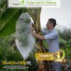 Sản xuất Bán túi bọc trái cây bao buồng chuối hiệu Thanh Hà kích thước 60x100cm