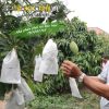 Bao trái cây, túi bọc hoa quả chất lượng tốt cỡ 30x35cm bán tại Thanh Hà