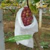 Túi bảo vệ trái cây chất lượng cao thương hiệu Thanh Hà kích thước 20x27cm