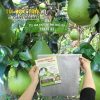 Bao bọc trái cây hiệu Thanh Hà sử dụng trên 2 vụ kích thước 30x35cm