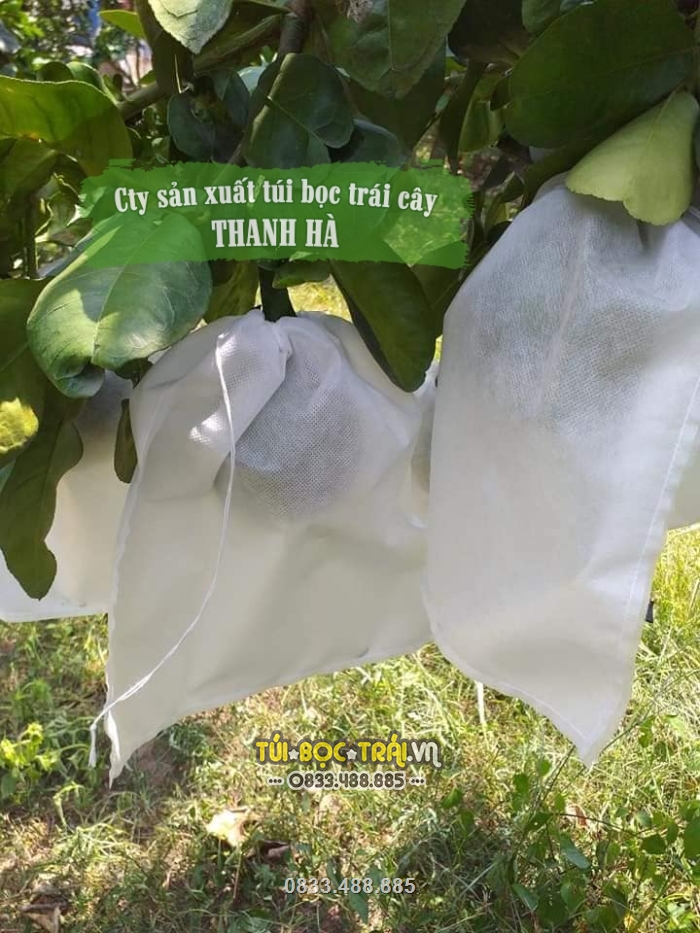 Túi vải được sử dụng tại vườn cây ăn trái