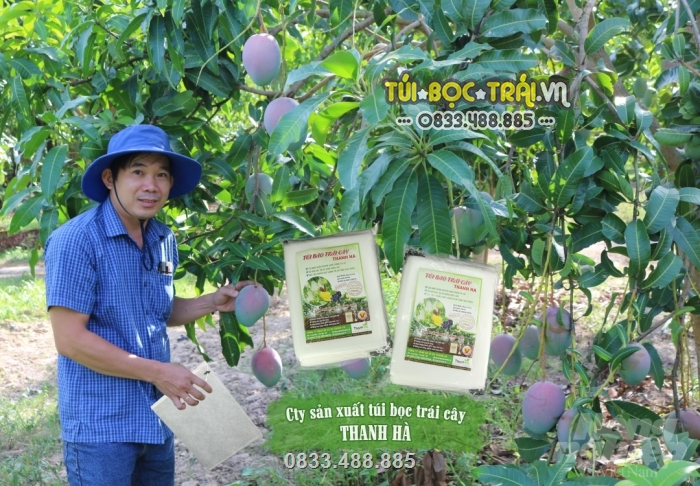 Túi bao trái Thanh Hà được sử dụng tại nhiều vườn cây ăn trái