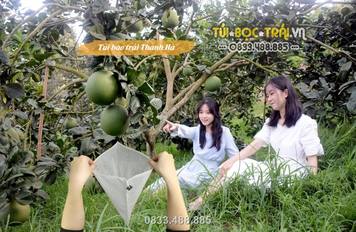 Rất nhiều nhà vườn đã sử dụng túi bao trái cây của công ty Thanh Hà