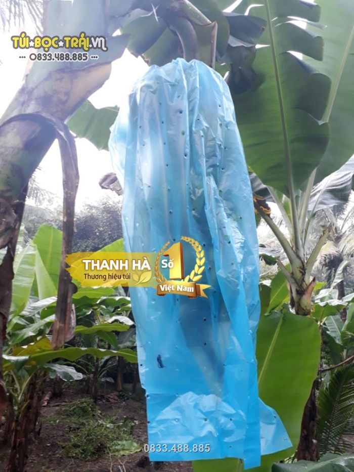 Túi chùm buồng chuối giúp bảo vệ trái khỏi côn trùng và thời tiết bất lợi từ môi trường